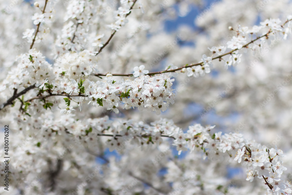 Prunus cerasifera blooms a lot. Prunus cerasifera blooms a lot.
