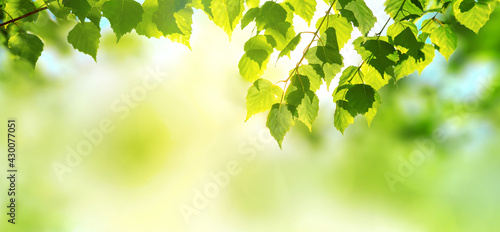 Beautiful nature background with fresh leaves. View of nature green leaf on blurred background with sunlight and copy space.