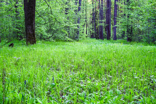 a lawn in a spring forest  low green grass with flowers covers the ground