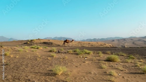 Camel walking in dunes and baby camel joining 