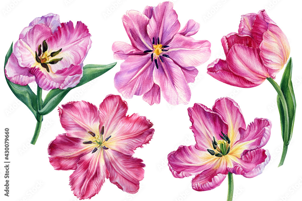 Obraz premium Pink tulips, beautiful flowers on an isolated white background. Watercolor botanical illustration, Floral design 