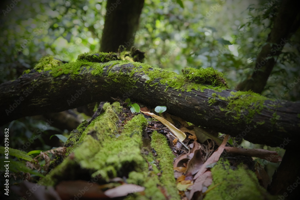 moss covered tree