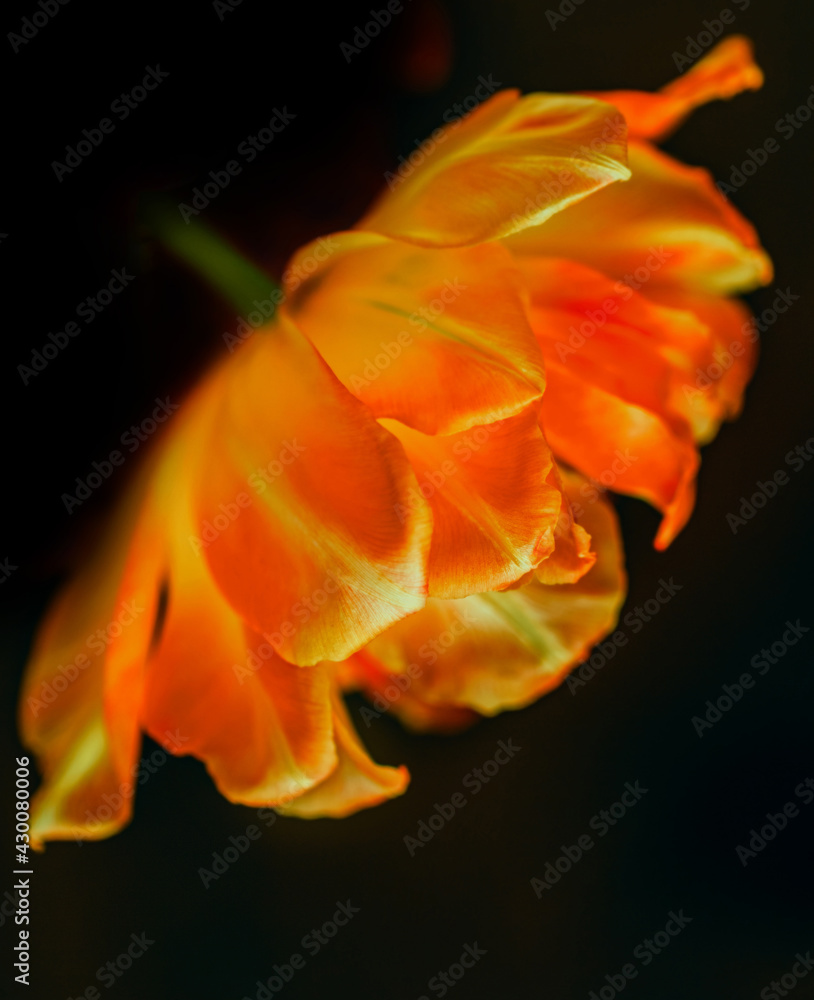 Lush orange tulip on black background Lush orange tulip on black background