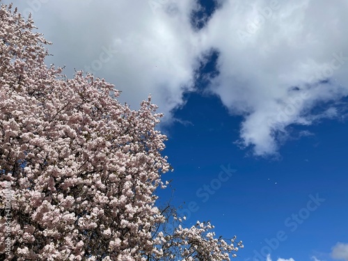 桜の花びら舞う青空
