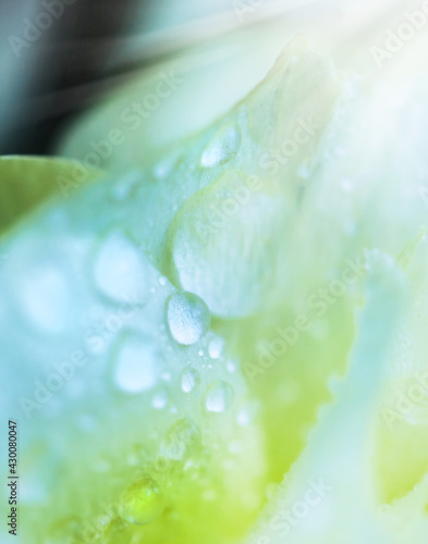 Macro water drops on blue and yellow flower petals