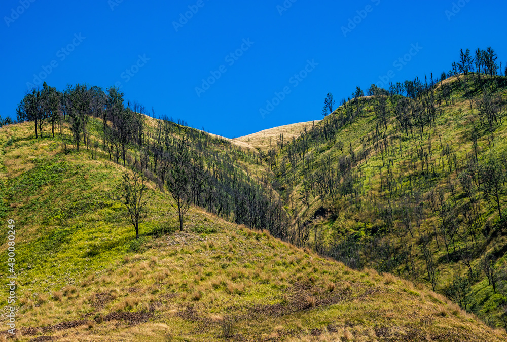 Mountain hill and yellow meadow and Savanna Green Hill in Bromo Tengger Semeru National Park. Mountain hill and yellow meadow and Savanna Green Hill in Bromo Tengger Semeru National Park.