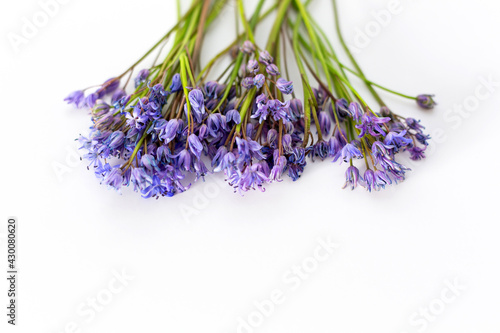 Wildflowers, blue squill isolated on white background. 
