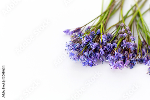 Wildflowers  blue squill isolated on white background. 