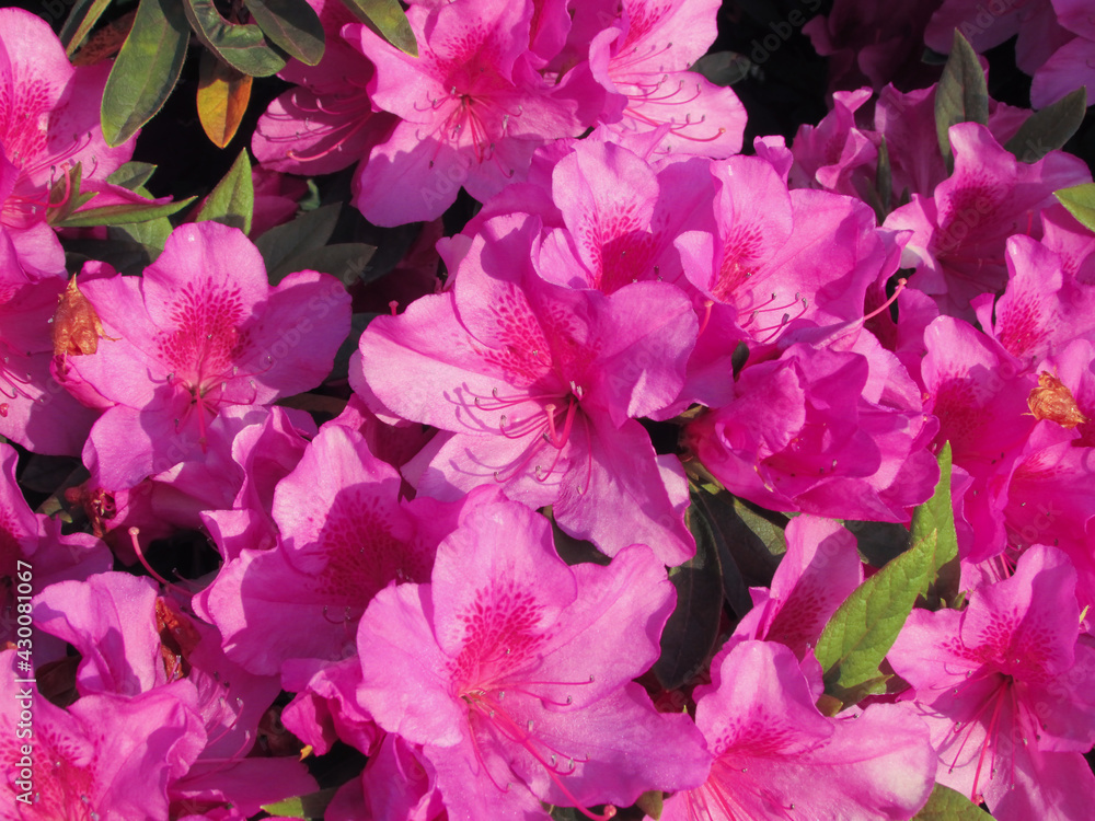 ピンク色の躑躅 ツツジの花。伊豆高原にて ピンク色の躑躅 ツツジの花。伊豆高原にて