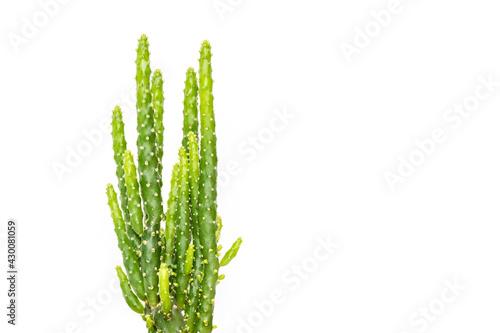 Image of cactus isolated on white background. Small decorative plant. Front view.