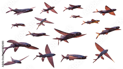 Fotografiet flying fish, set of many Exocoetidae isolated on white background