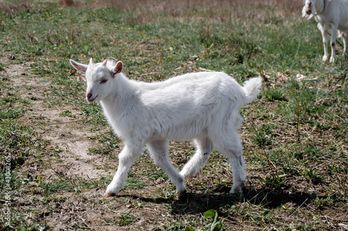 Fototapeta Naklejka Na Ścianę i Meble -  little goats graze in the field