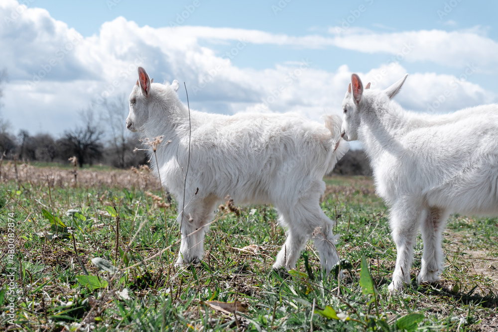 little goats graze in the field little goats graze in the field
