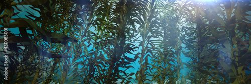 Foto kelp forest, giant brown algae seaweed