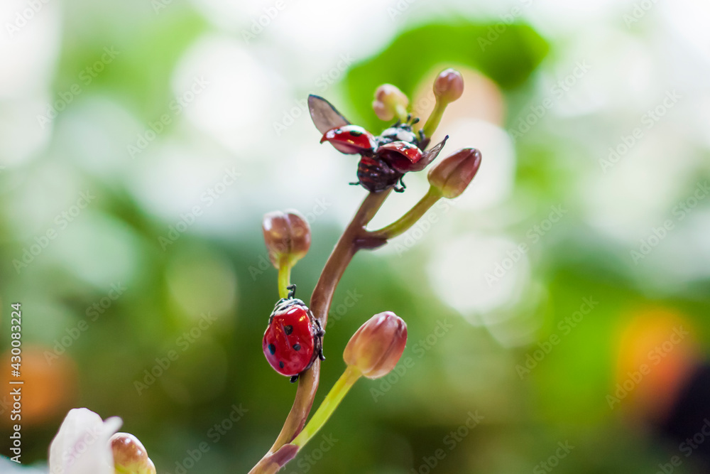 Not a real insect sitting on a branch. The plastic ladybug is made by hand. Not a real insect sitting on a branch. The plastic ladybug is made by hand.