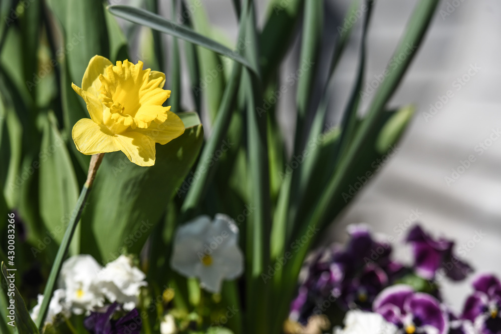 fleurs jonquille jaune jonquille fleurs jonquille jaune jonquille
