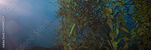 kelp forest, giant brown algae seaweed