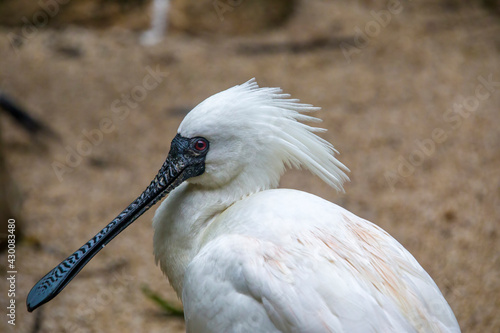 The black faced spoonbill(Platalea minor) closeup image. it has the most restricted distribution of all spoonbills, and it is the only one regarded as endangered.