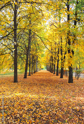 Beautiful landscape with linden alley in autumn park