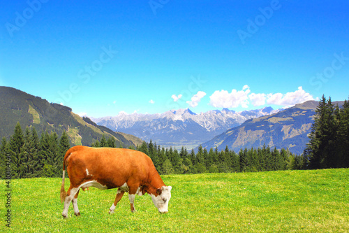 Cow grazing in a mountain meadow in Alps mountains, Tirol, Austria © frenta