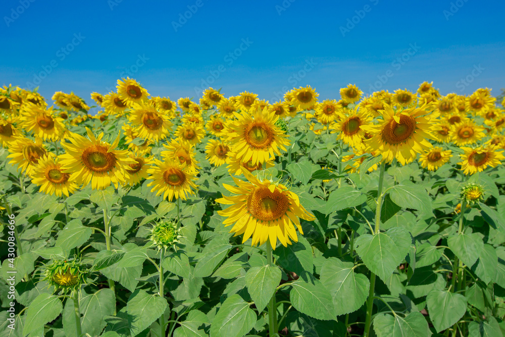 Fototapeta premium thailand, Outdoors, Sunflower, Agricultural Field, Flower, Sky