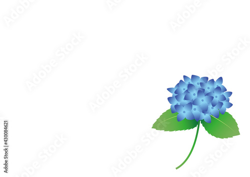 紫陽花