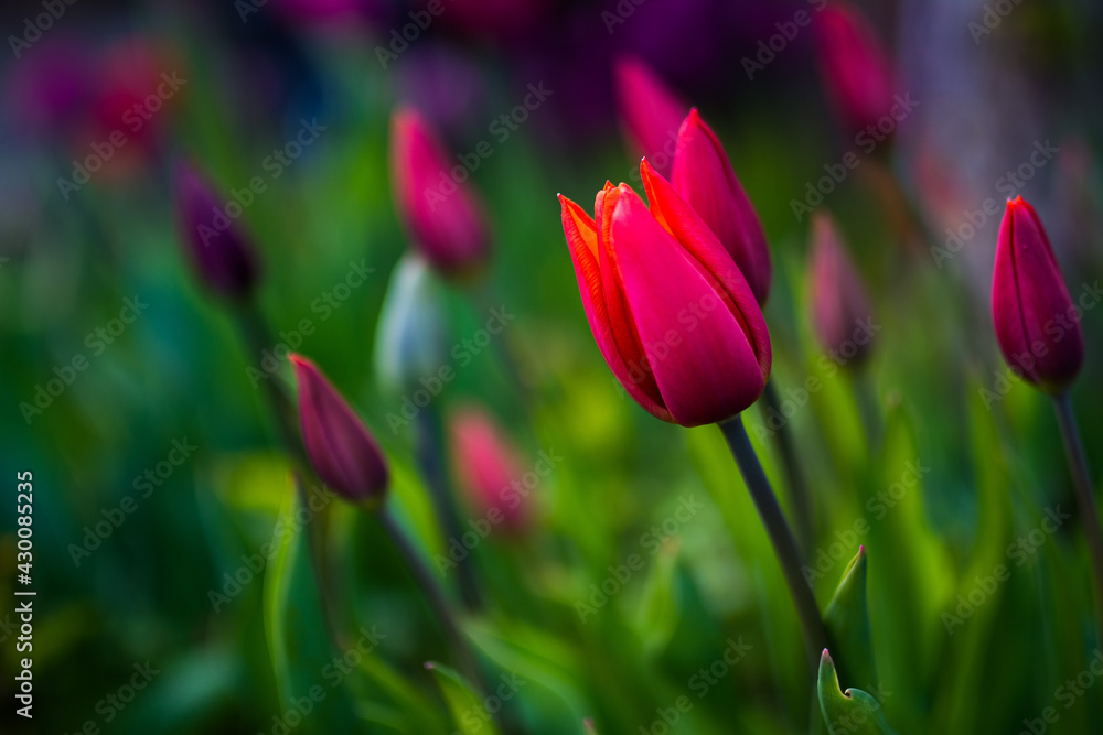 Tulpe Tulip Blume Blüte Lila Violet Magenta Rot Orange Bokeh bunt Tulpe Tulip Blume Blüte Lila Violet Magenta Rot Orange Bokeh bunt