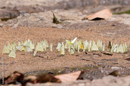 Group of butterflies in nature, Khaoyai National Park, Thailand