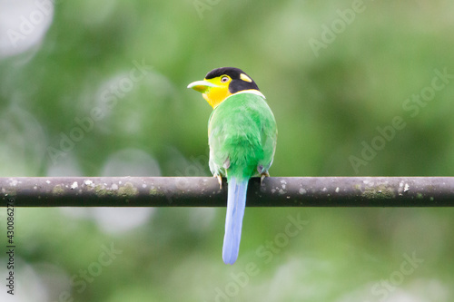 Long tailed Broadbill, Khaoyai National Park, Thailand