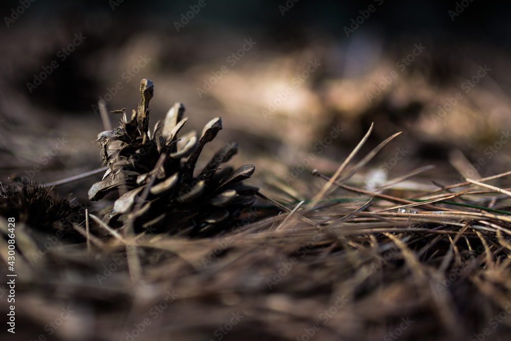 Waldboden Nadelbaum Tannennadeln trocken Zapfen Tannenzapfen verotten Waldboden Nadelbaum Tannennadeln trocken Zapfen Tannenzapfen verotten