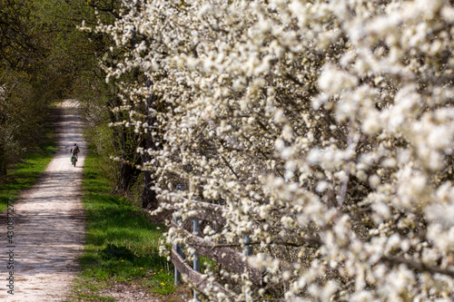 Nature in full bloom as April turns warm and sunny in Bavaria