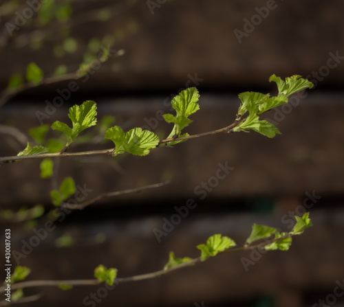 Krzew pęcherznicy kalinolistnej Physocarpus opulifolius rozwijający się wiosną. Nowe, młode listki.