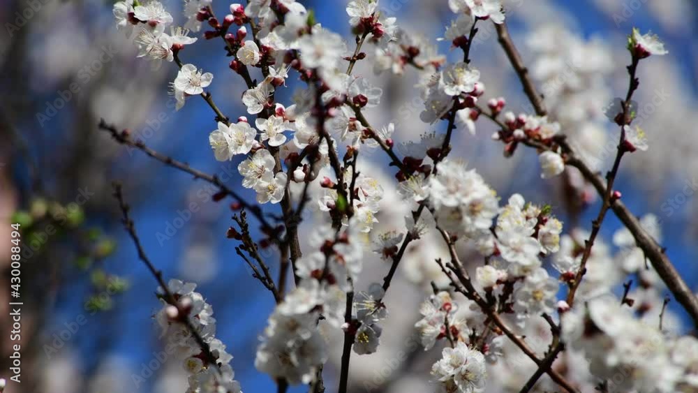 Nice white apricot spring flowers branch macro photography nature awakening 4k video Nice white apricot spring flowers branch macro photography nature awakening 4k video