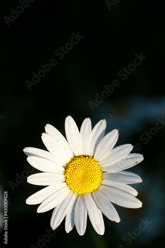 Wild flower. Little flowers on a green meadow.