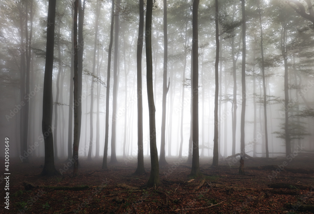 Misty landscape with fir forest at mist, Foggy trees Misty landscape with fir forest at mist, Foggy trees