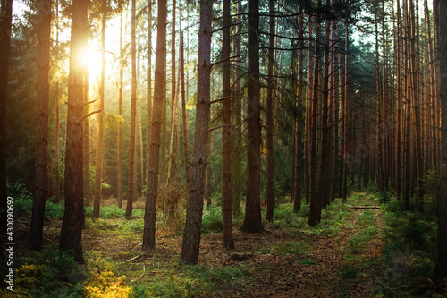 Silent forest with beautiful bright sun rays  wanderlust