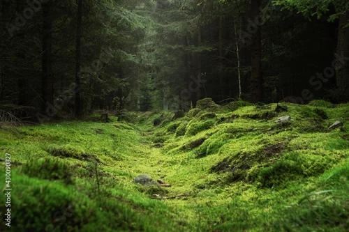 Panel kuchenny z motywem Beautiful and peaceful forest with green moss covering the forest floor