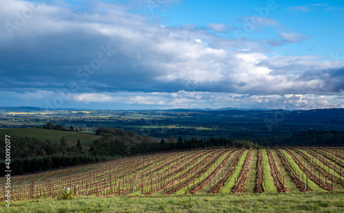 Sunlight highlights green between rows of vines  and a field in the distance  while the valley below remains in shadow in this view of an Oregon vineyard.
