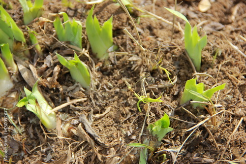 ants on the ground
