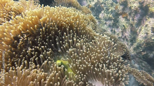 Underwater Video of Sea Anemone and Nemo, Crownfish, Anemone Fish in Coral Reef Pinnacle Landscape with clear water background in scuba diving trip. photo