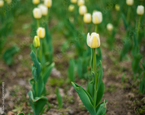 yellow tulips on the field, tulip cultivation, many beautiful yellow flowers in the city park
