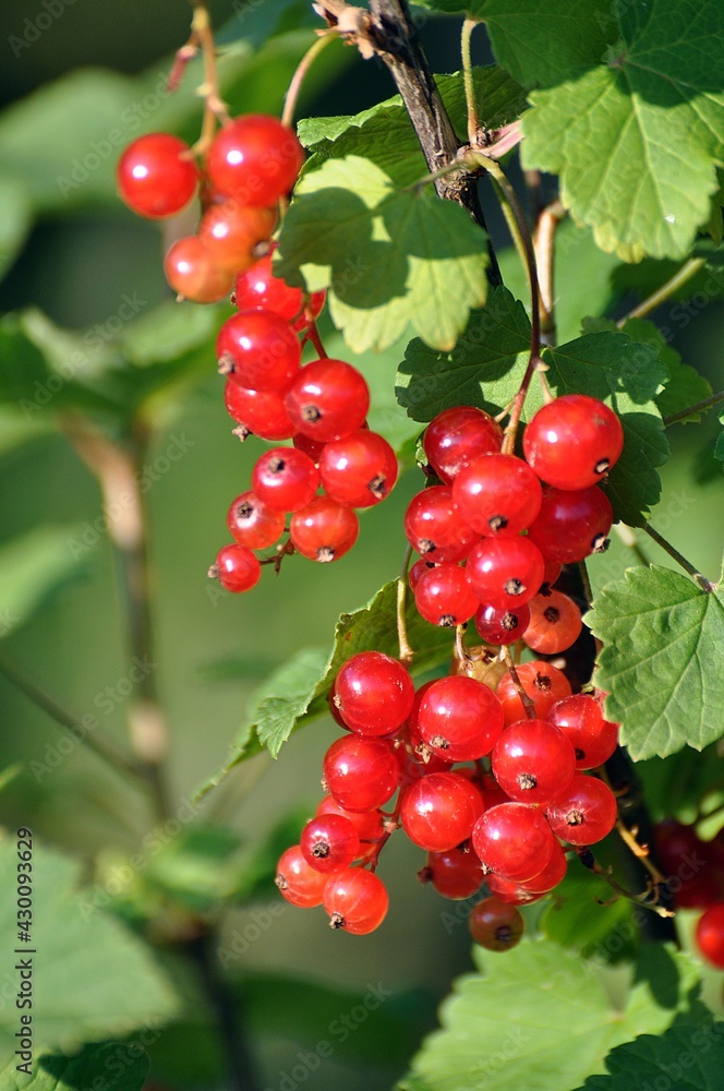 Rote Johannisbeere Rote Johannisbeere