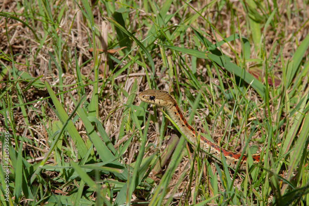 Coast Gartersnake  (ribbon snake) Thamnophis elegans terrestris sticking head out of the grass. Wild animal in the natural habitat. Endemic to North and Central America. Point Reyes, CA, USA.