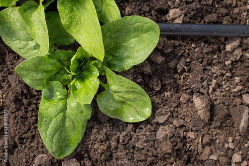 Drip irrigation tape in the garden. Growing spinach with irrigation. Young plant of spinach growith in soil with copy space. photo