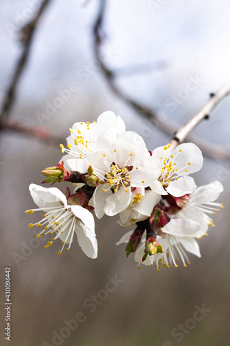 Fototapeta Naklejka Na Ścianę i Meble -  cherry tree blossom