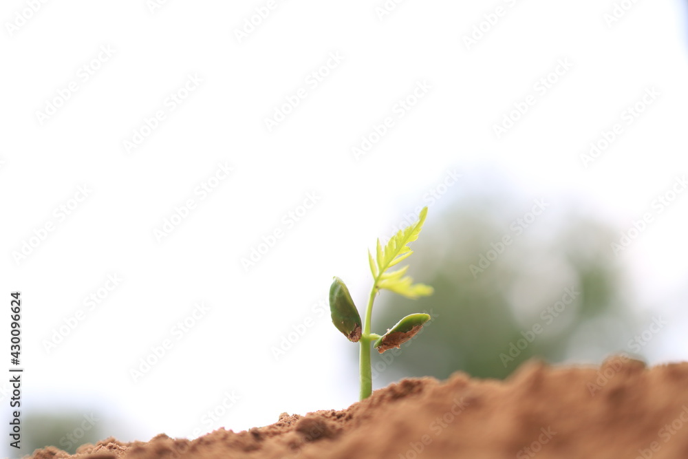Concept of business growth, tree growth in nature. Concept of business growth, tree growth in nature.