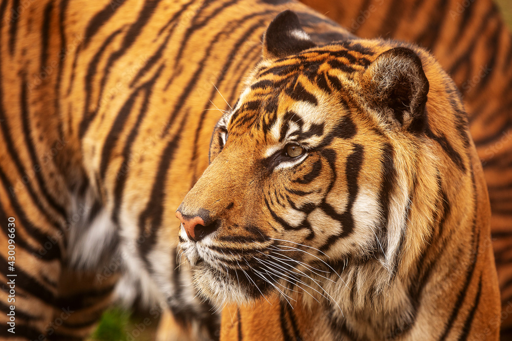 (Panthera tigris tigris) male Sumatran tiger portrait close up