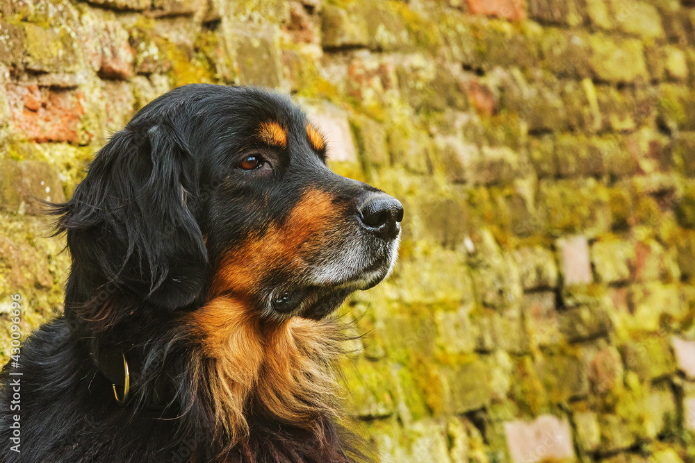 portrait male black and gold Hovie with green brick wall background