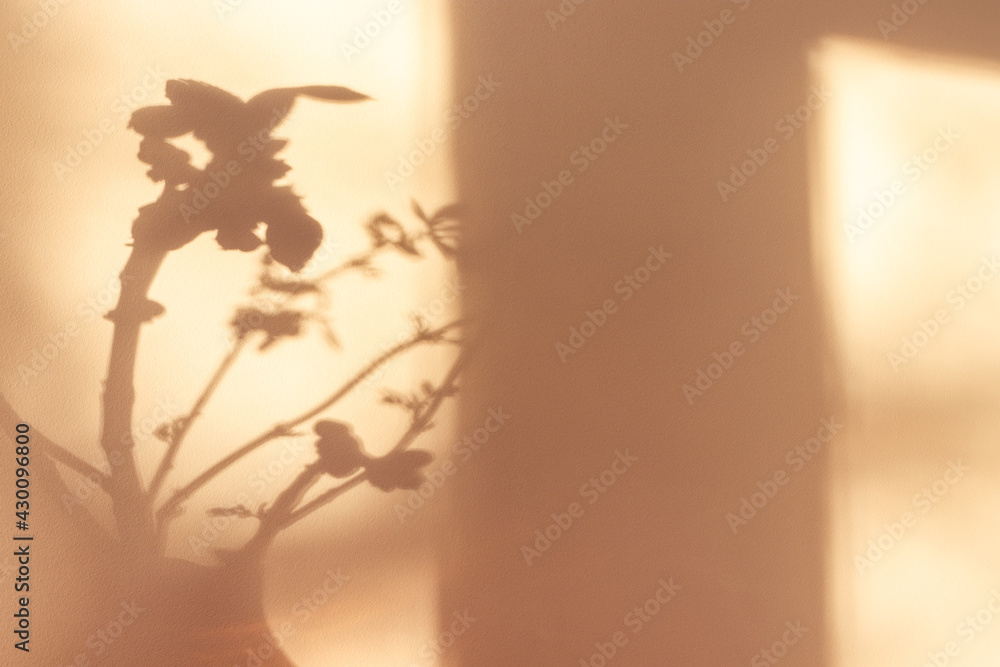 Shadows of plants. Horse chestnut tree buds on sunny April day. Growing leaves in a glass vase.