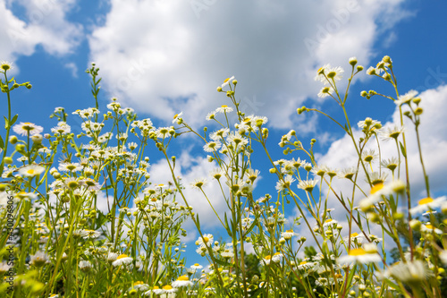 Chamomile